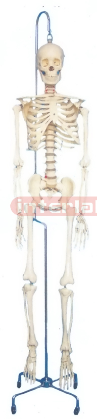 168 CM TALL, MALE, BONECOLOUR CARTILAGE, FLEXIBLE SPINE, SKELETON, WITH HANGING LUXURY IRON STAND.